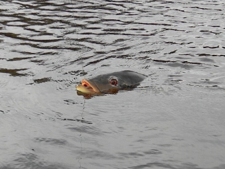 A 10 kilo Tucunaré Azu is surfacing A 10 kilo Tucunaré Azu is surfacing