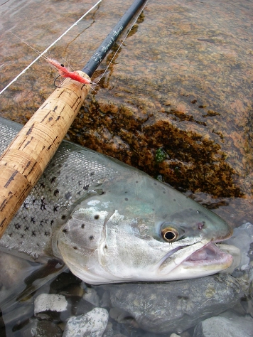 A nice one A nice one